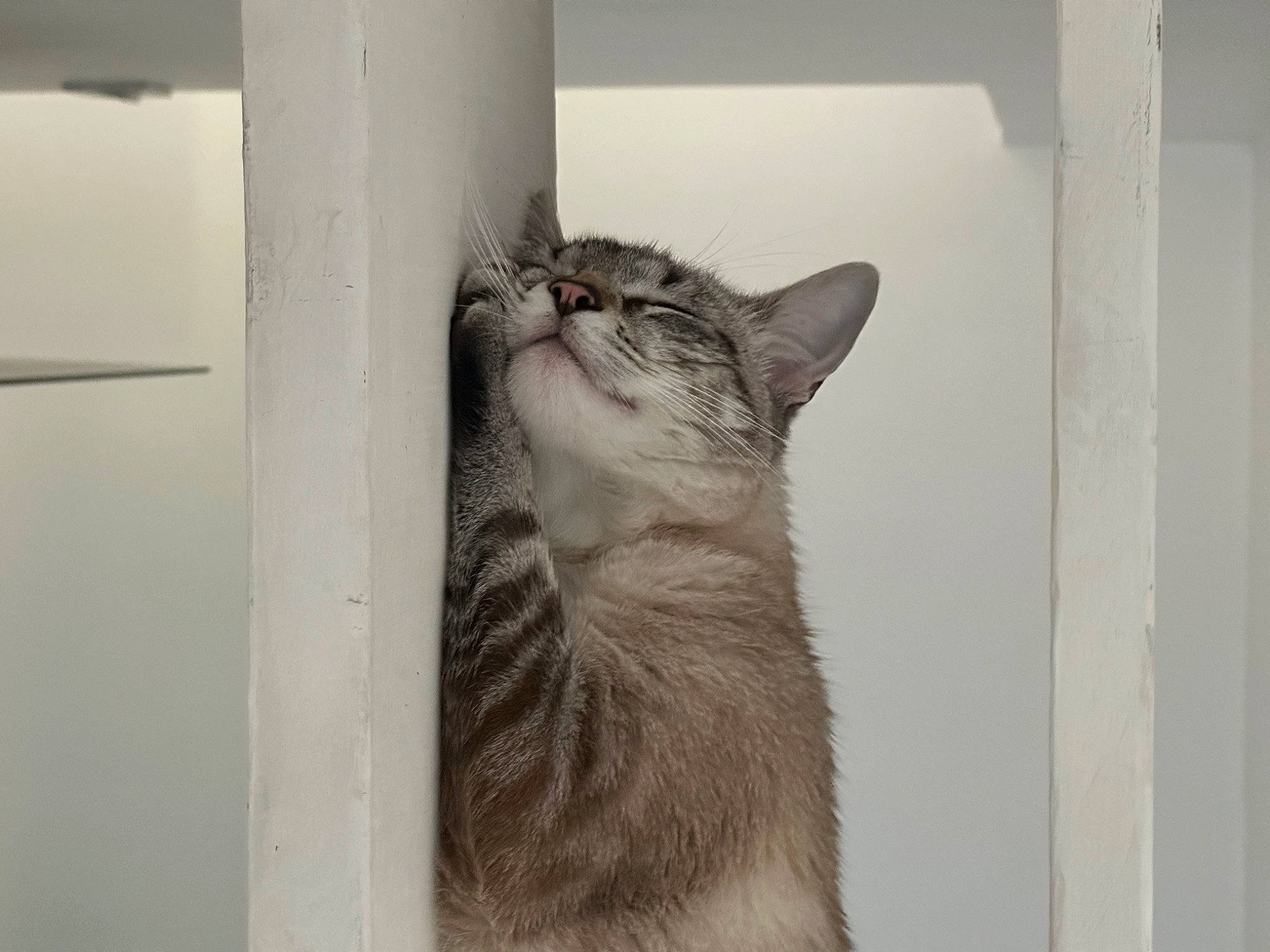 Bêtise participe au concours pour gagner de l'argent avec cette photo : carnivore, cat, domestic_short_haired_cat, door, felidae, fur, grey, monochrome, monochrome_photography, paw, room, small_to_medium_sized_cats, snout, tail, whiskers, window