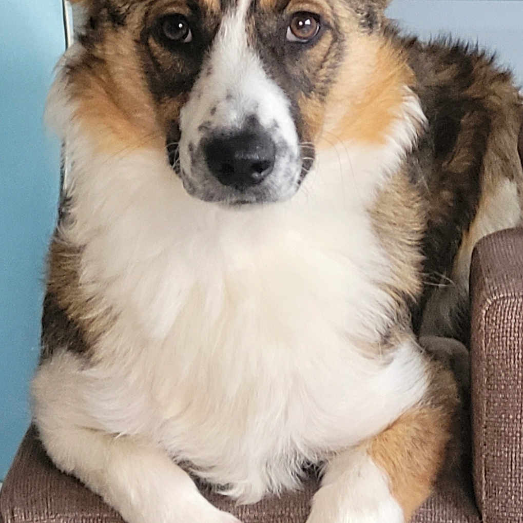 Alfred participe au concours pour gagner de l'argent avec cette photo : dog, pet, indoor, armchair, brown_fur, white_fur, fluffy, looking_at_camera, portrait, cozy, home_decor, cushion, relaxed, ears_up, canine, furniture, domestic_animal, closeup, sitting, animal