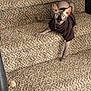 Gibby joined the competition — help win amazing prizes! sphynx_cat, cat, pet, stairs, carpet, brown_sweater, indoor, animal, curious, wide_eyes, feline, domestic, texture, cozy, looking, cute, hairless, blue_eyes, resting, home