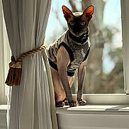 Gibby is registered to the contest to win money with this photo: sphynx_cat, cat, hairless_cat, pet, windowsill, curtain, indoor, sunlight, sweater, animal, window, tieback, rope, blurred_background, domestic_cat, feline, resting, looking, daylight, interior