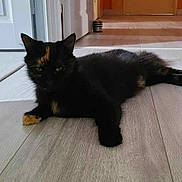 Pif participe au concours pour gagner de l'argent avec cette photo : animal, black_cat, cat, domestic_cat, door, ears, feline, floor, green_eyes, hallway, home, indoor, lying_down, orange_patch, orange_wall, pet, quiet, relaxed, whiskers, wooden_floor