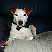Cahouete participe au concours pour gagner de l'argent avec cette photo : animal, black_bow_tie, blanket, bow_tie, brown_ears, canine, companion, couch, cute, dog, domestic_animal, furniture, indoor, looking_at_camera, paw, pet, portrait, relaxed, resting, white_dog