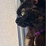 animal, cat, charm, close_up, collar, curious, domestic_cat, feline, fur, indoor, looking_out, pet, portrait, profile, purple_collar, side_view, soft_light, tortoiseshell, whiskers, window