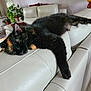 animal, cat, couch, cozy, domestic_cat, fur, furniture, home, indoor, lamp, living_room, paw, pet, plant, relaxation, resting, sleeping, tortoiseshell_cat, whiskers, white_leather