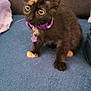 kitten, cat, tortoiseshell, purple_collar, carpet, indoor, pet, cute, fur, whiskers, alert, small, animal, domestic, young, feline, brown, orange, sitting, curious