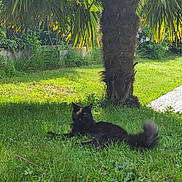 Moon participe au concours pour gagner de l'argent avec cette photo : animal, black_cat, cat, daylight, feline, fluffy_tail, garden, grass, greenery, leaf, nature, outdoor, palm_tree, peaceful, plant, relaxing, resting, shade, summer, sunlight