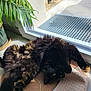 black_cat, brown_fur, cat, cozy, domestic_cat, fluffy, fur, green_eyes, home, indoor, mat, paw, plant, potted_plant, relaxing, resting, sunbathing, sunlight, upside_down, window