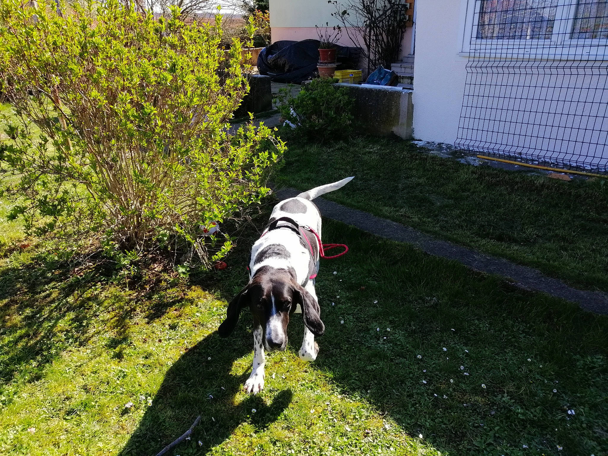 Charly a rejoint le concours — aidez-le/la à gagner de superbes lots ! canidae, carnivore, dog, dog_breed, grass, lawn, mammal, non_sporting_group, plant, pointer, pointing_breed, sporting_group, vertebrate