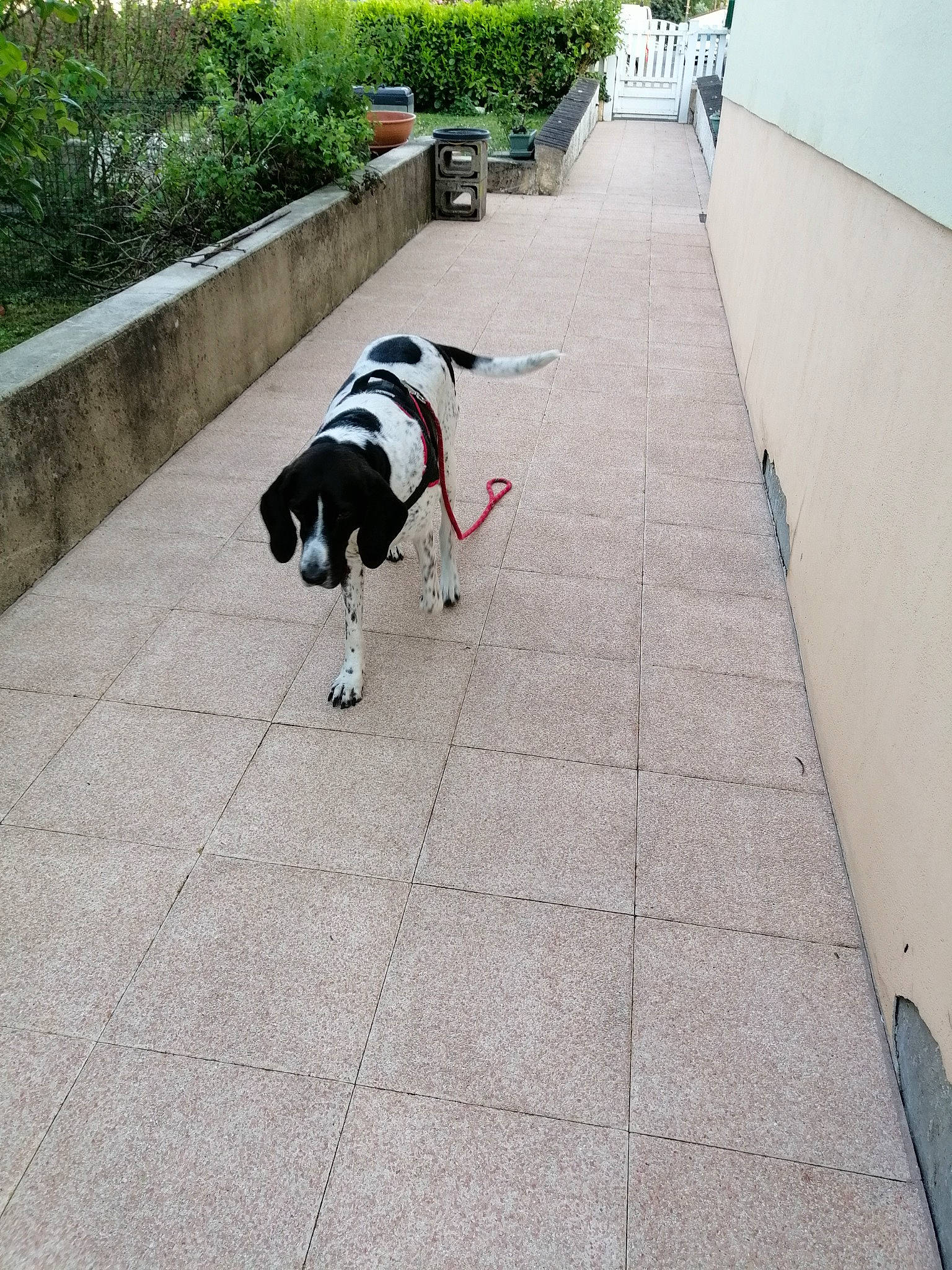 Charly a rejoint le concours — aidez-le/la à gagner de superbes lots ! border_collie, canidae, carnivore, companion_dog, dog, dog_breed, floor, flooring, non_sporting_group, pointer, sidewalk, sporting_group, stabyhoun, tail, walkway