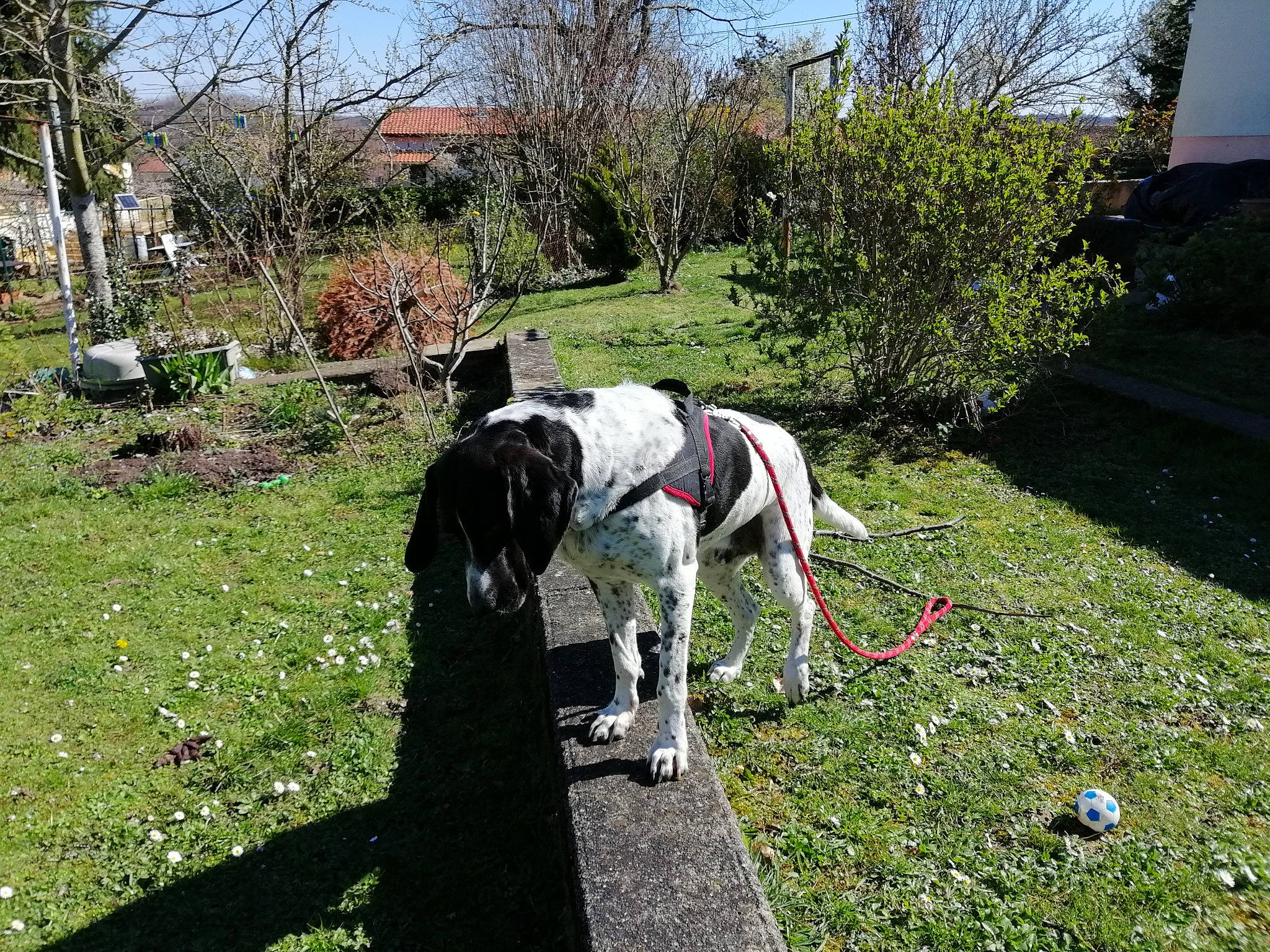 Charly participe au concours pour gagner de l'argent avec cette photo : american_bulldog, canidae, carnivore, dog, dog_breed, dog_walking, grass, great_dane, lawn, leash, mammal, non_sporting_group, pointer, pointing_breed, sporting_group, vertebrate