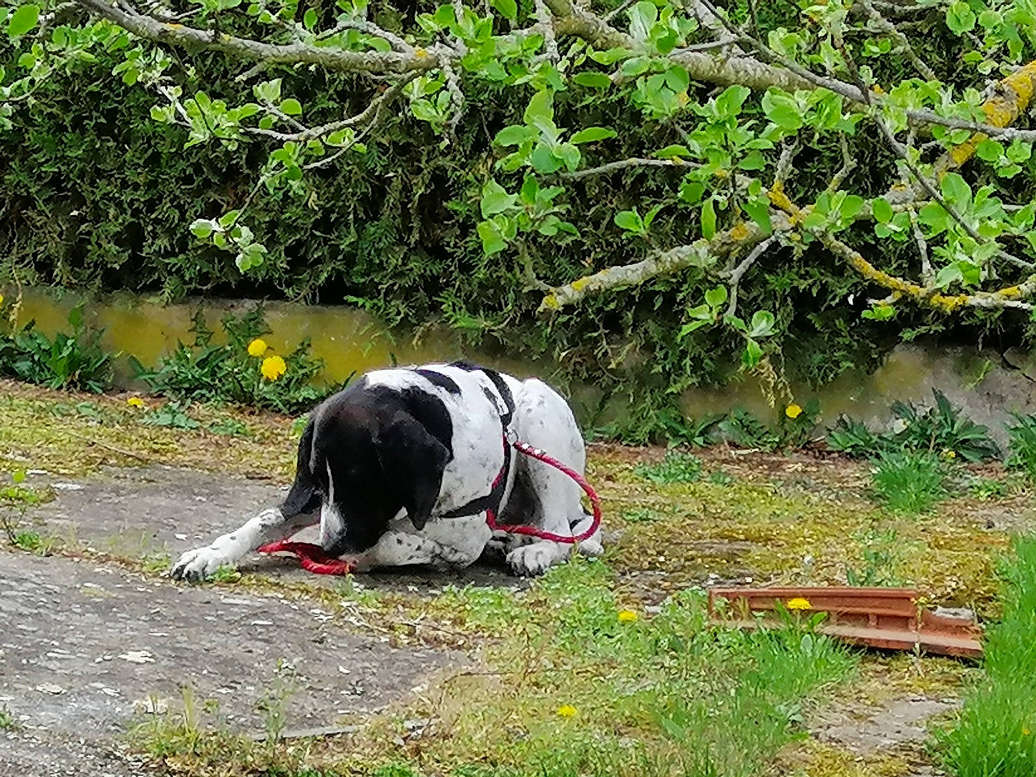 Charly participe au concours pour gagner de l'argent avec cette photo : canidae, carnivore, plant, plant_community, sporting_group