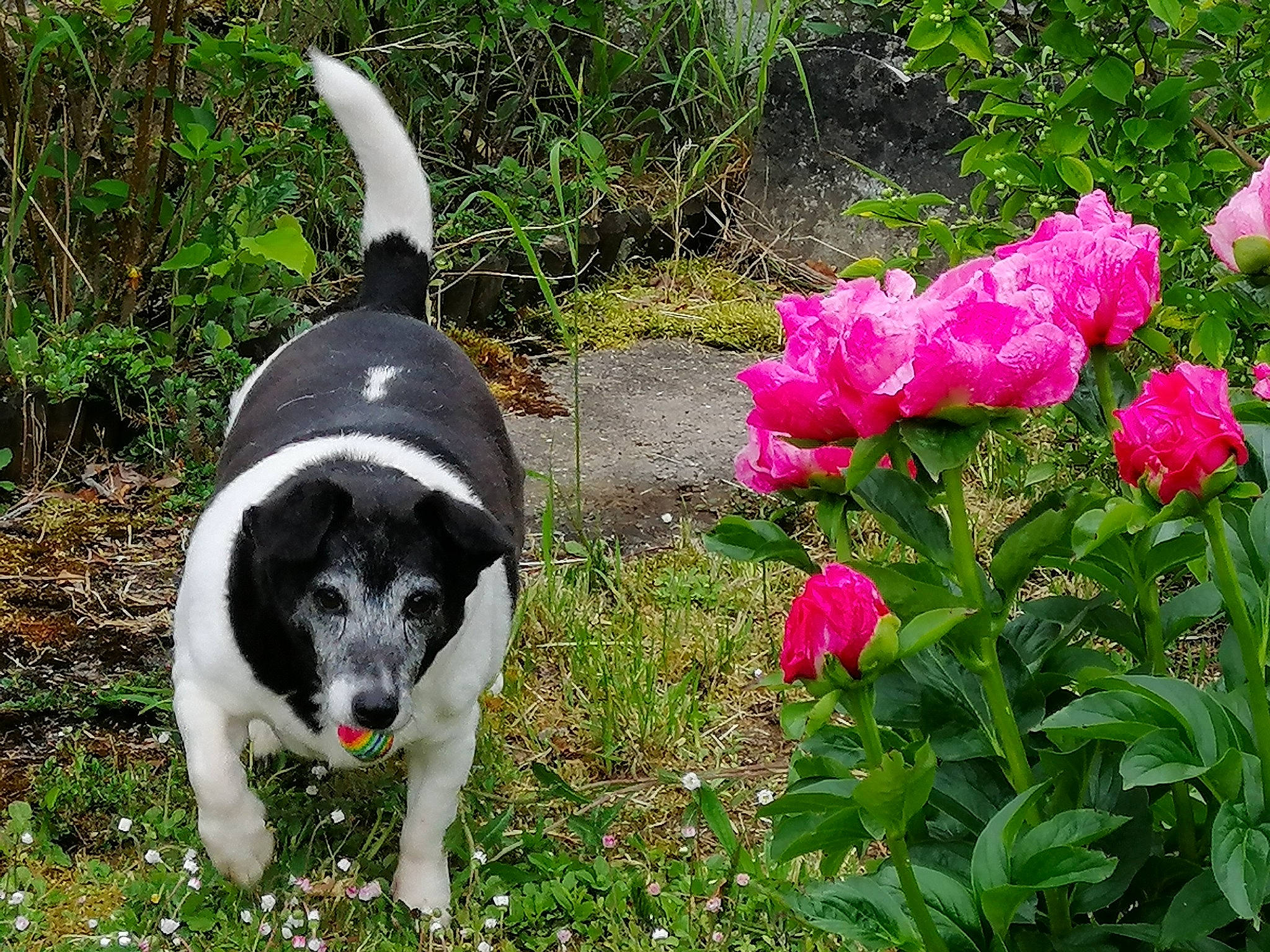 Souki participe au concours pour gagner de l'argent avec cette photo : canidae, carnivore, dog, dog_breed, flower, mammal, plant, puppy, rare_breed_dog, shrub, sporting_group, stabyhoun, tail, vertebrate