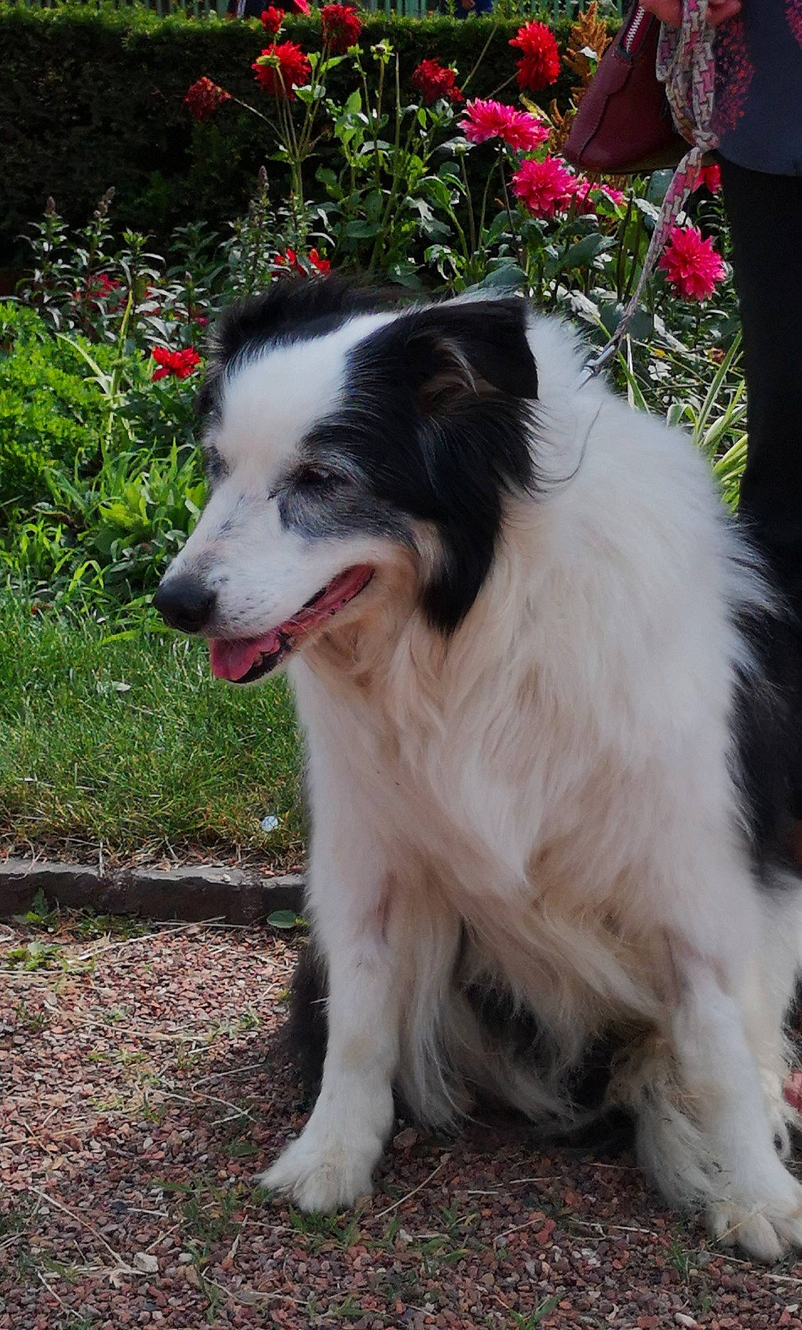 Belle participe au concours pour gagner de l'argent avec cette photo : australian_collie, australian_shepherd, border_collie, canidae, carnivore, companion_dog, dog, dog_breed, herding_dog, mammal, miniature_australian_shepherd, papillon, phalene, plant, rare_breed_dog, sporting_group, vertebrate