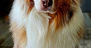 Paco participe au concours pour gagner de l'argent avec cette photo : animal, australian_shepherd, black, brown, calm, canine, cute, dog, eyes, floor, fluffy, fur, indoor, long_hair, looking_at_camera, nose, pet, portrait, sitting, white