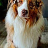 Paco participe au concours pour gagner de l'argent avec cette photo : dog, australian_shepherd, pet, animal, fur, fluffy, brown, white, black, sitting, floor, indoor, portrait, canine, cute, looking_at_camera, eyes, nose, long_hair, calm