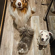 Paco participe au concours pour gagner de l'argent avec cette photo : dog, cat, pet, animal, fur, floor, indoor, looking_up, curious, fluffy, long_hair, white_dog, brown_dog, grumpy_cat, tail, bow, eyes, wooden_floor, reflection, three_animals