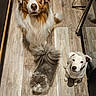 dog, cat, pet, animal, fur, floor, indoor, looking_up, curious, fluffy, long_hair, white_dog, brown_dog, grumpy_cat, tail, bow, eyes, wooden_floor, reflection, three_animals