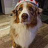 dog, australian_shepherd, santa_hat, holiday, christmas, indoor, floor, fur, pet, animal, cute, decorations, warm_lighting, portrait, looking_at_camera, brown_and_white, fluffy, seasonal, festive, heart_shaped