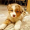 Paco participe au concours pour gagner de l'argent avec cette photo : puppy, dog, indoor, wooden_floor, cute, fluffy, blue_eyes, pet, animal, lounge, modern_chairs, home, flooring, young, curious, fur, domestic_animal, looking, warm_lighting, floor