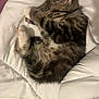 Atchoum participe au concours pour gagner de l'argent avec cette photo : animal, bed, cat, comfort, cozy, cute, domestic_cat, fur, fur_pattern, indoor, kitten, nap, paw, pet, resting, sleeping, small, soft, tabby, white_blanket