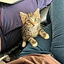 Atchoum a rejoint le concours — aidez-le/la à gagner de superbes lots ! animal, blanket, brown_shirt, closeup, couch, curious, cute, domestic_animal, feline, indoor, jeans, kitten, laptop, paws, person, pet, seated, tabby_cat, whiskers, young