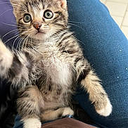 Atchoum participe au concours pour gagner de l'argent avec cette photo : animal, blue_jeans, brown_shirt, cat, close_up, clothing, curious, cute, fluffy, fur, indoor, kitten, lap, paw, person, pet, relaxed, tabby, whiskers, wide_eyes