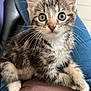 animal, cat, close_up, curious, cute, domestic, feline, fur, indoor, kitten, lap, mammal, pet, small, soft_focus, striped, tabby, whiskers, wide_eyes, young