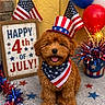 Teddy joined the competition — help win amazing prizes! dog, puppy, patriotic, bandana, top_hat, american_flag, balloons, celebration, holiday, red_white_blue, decorations, stars, festive, cute, smiling, fur, sitting, outdoor, concrete_floor, sign