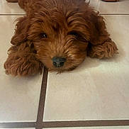 Teddy is registered to the contest to win money with this photo: puppy, dog, brown, fluffy, lying_down, floor, tile, pet, cute, animal, indoors, young, face, fur, nose, ears, adorable, resting, eyes, closeup