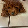 puppy, dog, brown, fluffy, lying_down, floor, tile, pet, cute, animal, indoors, young, face, fur, nose, ears, adorable, resting, eyes, closeup