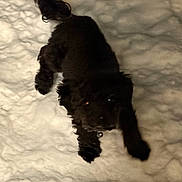 Pepper joined the competition — help win amazing prizes! animal, black_dog, blurry, canine, cold, dark, dog, fur, fur_texture, mammal, nature, night, outdoor, paw, pet, playful, snow, snowy_ground, walking, winter