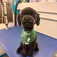 Pepper joined the competition — help win amazing prizes! dog, poodle, black_dog, bandana, green_bandana, daisies, pet_grooming, blue_table, indoor, grooming_supplies, cute, sitting, fur, animal, small_dog, portrait, looking_at_camera, shiny_eyes, pet_salon, cozy