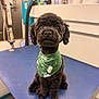 dog, poodle, black_dog, bandana, green_bandana, daisies, pet_grooming, blue_table, indoor, grooming_supplies, cute, sitting, fur, animal, small_dog, portrait, looking_at_camera, shiny_eyes, pet_salon, cozy