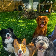 Rosie is registered to the contest to win money with this photo: dog, dogs, outdoor, grass, sunlight, smiling, happy, pets, playful, backyard, fence, shed, greenery, canine, animal, tongue_out, four_dogs, mixed_breeds, nature, summer
