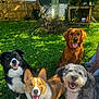 animal, backyard, canine, dog, dogs, fence, four_dogs, grass, greenery, happy, mixed_breeds, nature, outdoor, pets, playful, shed, smiling, summer, sunlight, tongue_out