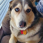 Abby joined the competition — help win amazing prizes! animal, blue_eye, brown_eye, canine, close_up, companion, couch, dog, domestic_animal, fur, heterochromia, husky, indoor, paw, pet_tag, portrait, relaxed, snout, whiskers, window_blinds