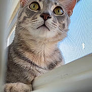 Clover joined the competition — help win amazing prizes! cat, tabby_cat, pet, animal, windowsill, indoor, curious, feline, close_up, fur, whiskers, ears, eyes, window_screen, daylight, looking_up, domestic_cat, cute, young_cat, portrait