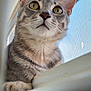 cat, tabby_cat, pet, animal, windowsill, indoor, curious, feline, close_up, fur, whiskers, ears, eyes, window_screen, daylight, looking_up, domestic_cat, cute, young_cat, portrait