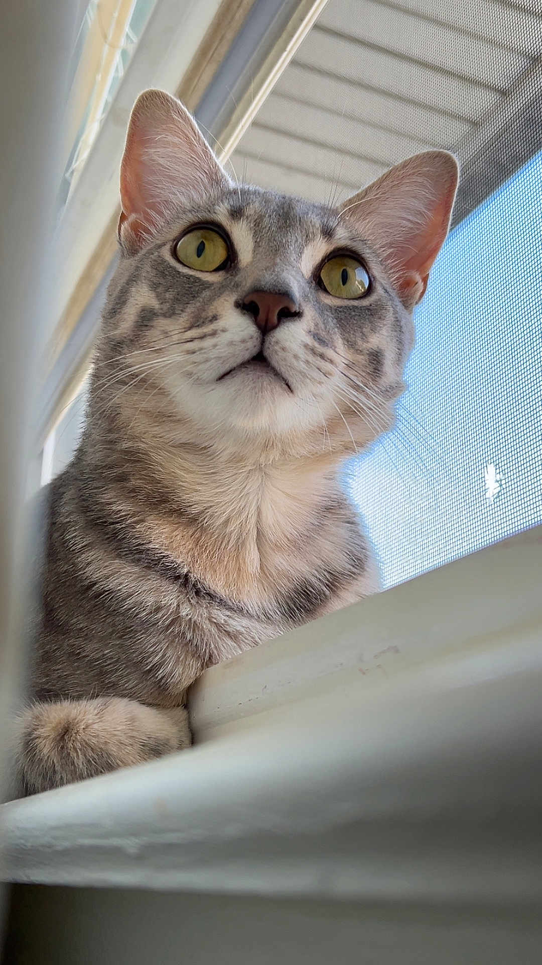 Clover joined the competition — help win amazing prizes! cat, tabby_cat, pet, animal, windowsill, indoor, curious, feline, close_up, fur, whiskers, ears, eyes, window_screen, daylight, looking_up, domestic_cat, cute, young_cat, portrait