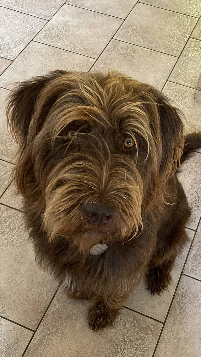 Benji a rejoint le concours — aidez-le/la à gagner de superbes lots ! bearded_collie, canidae, carnivore, catalan_sheepdog, companion_dog, dog, dog_breed, flooring, fur, hardwood, ingredient, liver, pudelpointer, small_terrier, snout, sporting_group, terrier, water_dog, wood, working_animal