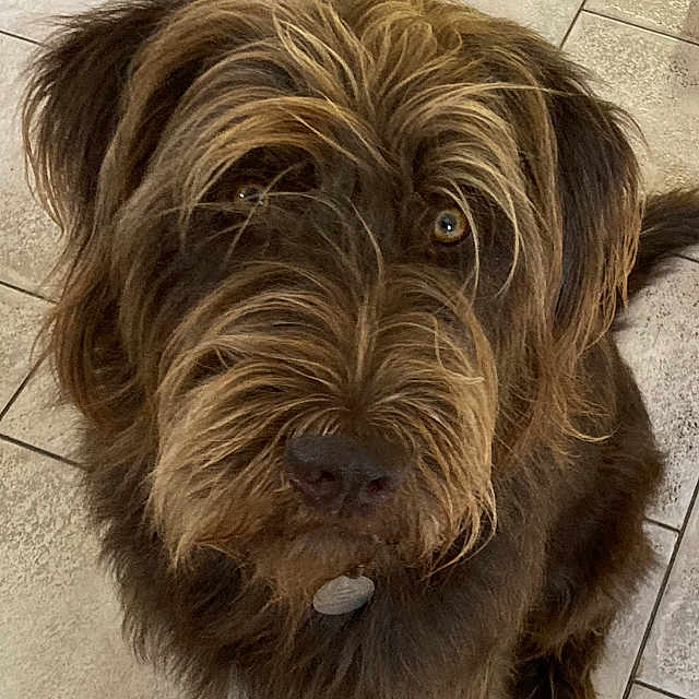 Benji
