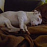 dog, sleeping, blanket, couch, indoor, brown, white, pet, resting, cozy, fur, animal, relaxing, domestic_animal, canine, quiet, calm, comfort, nap, furniture