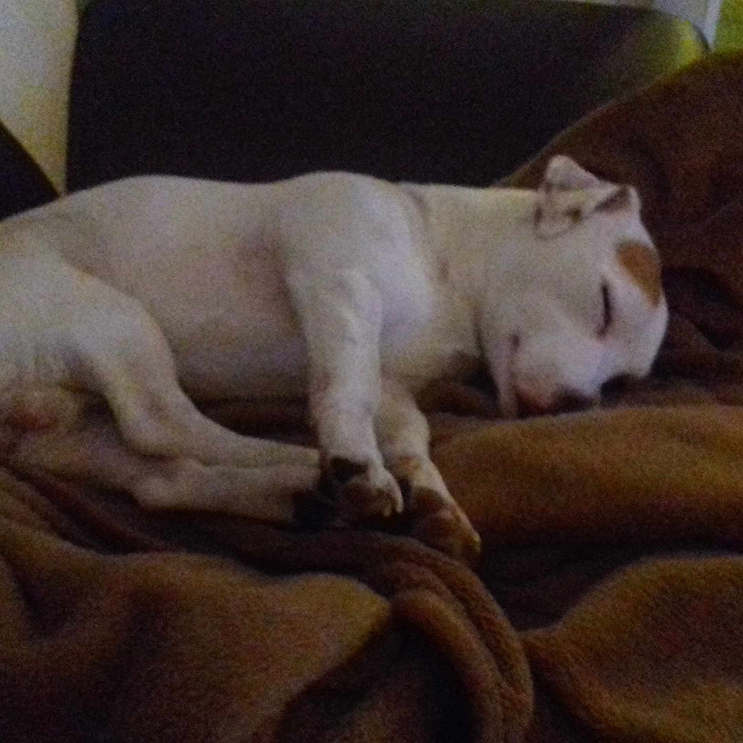 Max participe au concours pour gagner de l'argent avec cette photo : dog, sleeping, blanket, couch, indoor, brown, white, pet, resting, cozy, fur, animal, relaxing, domestic_animal, canine, quiet, calm, comfort, nap, furniture