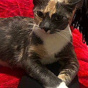 Mala joined the competition — help win amazing prizes! animal, calico, cat, close_up, cozy, crossed_paws, cute, domestic_animal, feline, fur, indoor, laying_down, mammal, paws, pet, portrait, red_blanket, relaxed, resting, whiskers