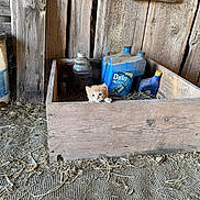 Pumpkin joined the competition — help win amazing prizes! animal, barn, cat, containers, curious, cute, dusty_floor, farm, hay, indoor, kitten, old, orange_cat, peeking, playful, rustic, small_pet, vintage, wood, wooden_box