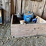 animal, barn, cat, containers, curious, cute, dusty_floor, farm, hay, indoor, kitten, old, orange_cat, peeking, playful, rustic, small_pet, vintage, wood, wooden_box