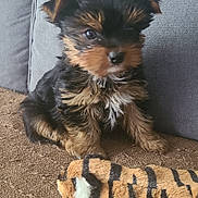 Milo participe au concours pour gagner de l'argent avec cette photo : puppy, dog, toy, plush, brown, black, fur, cushion, gray, cute, pet, indoor, small, animal, sitting, texture, closeup, young, adorable, companion