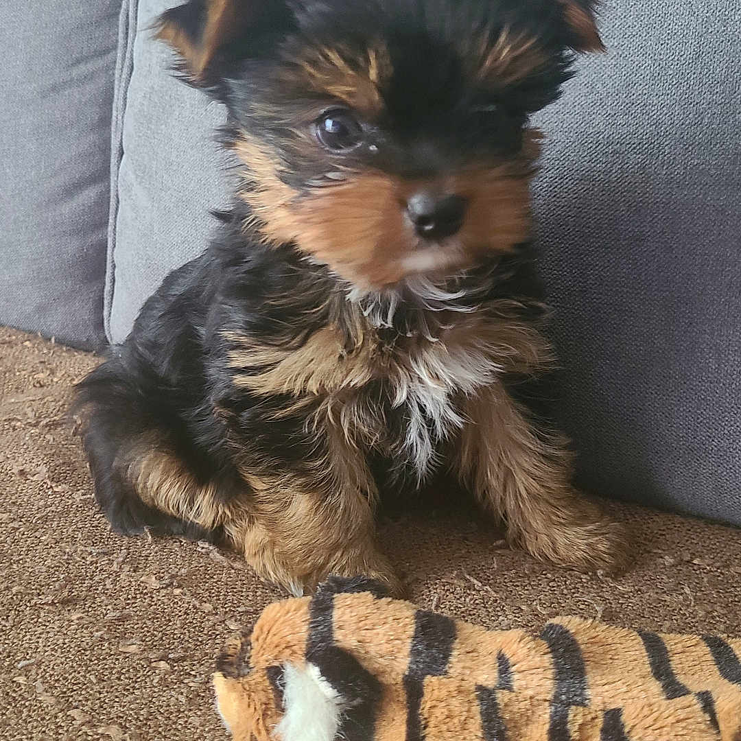 Milo participe au concours pour gagner de l'argent avec cette photo : adorable, animal, black, brown, closeup, companion, cushion, cute, dog, fur, gray, indoor, pet, plush, puppy, sitting, small, texture, toy, young