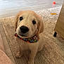 animal, bandana, black_nose, carpet, cute, dog, domestic, ears, face, floor, fur, golden_retriever, home, indoor, looking_up, pet, puppy, sitting, toy, young