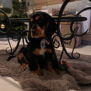 Aika participe au concours pour gagner de l'argent avec cette photo : puppy, dog, black_and_brown, fluffy_rug, wrought_iron_table, indoor, christmas_tree, ornaments, decorations, cardboard_boxes, wooden_wall, flooring, pet, collar, holiday, cozy, fur, animal, resting, cute